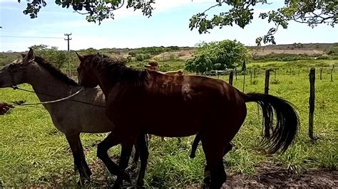 Vídeo: Homem é pego transando com égua e apanha da dona。